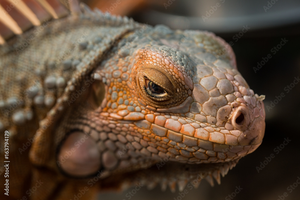 Fototapeta premium Iguanna look like Dragon