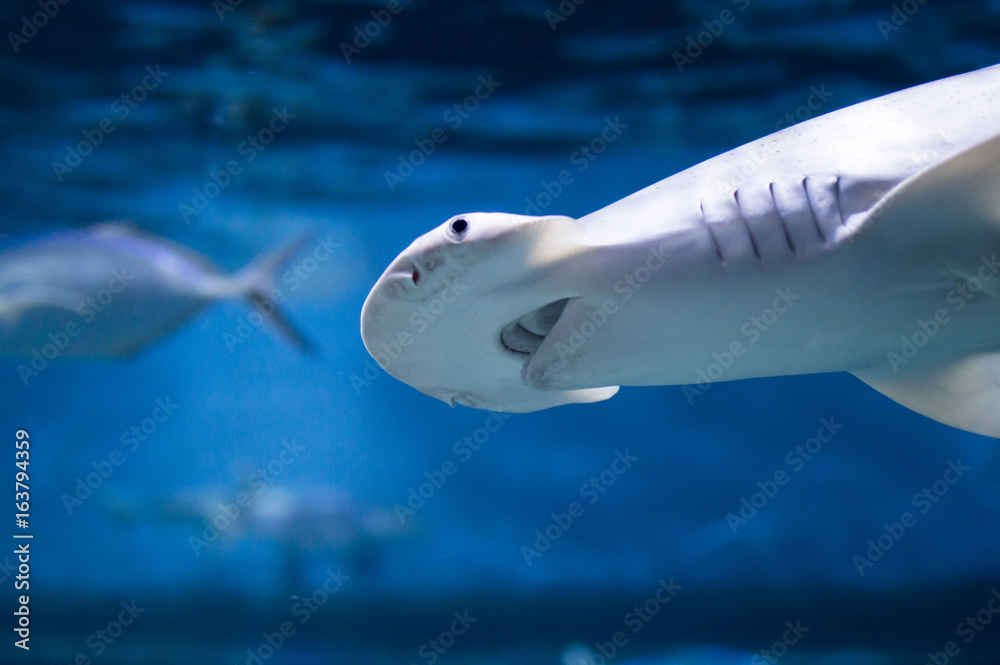 Shark Shark