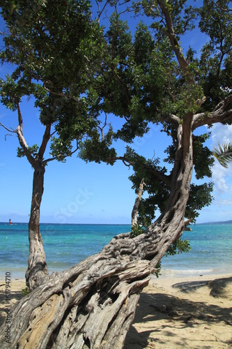 Fototapeta Naklejka Na Ścianę i Meble -  jamaica sea beach tree 