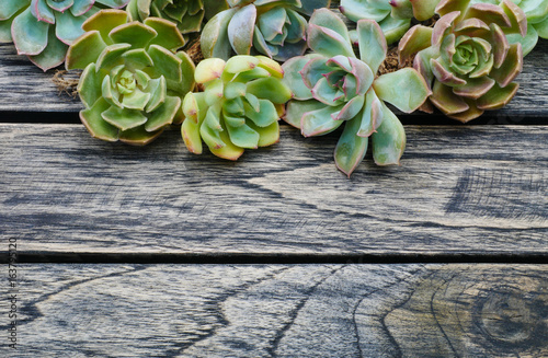 Top view cute succulent plant with copy space for text on wooden table background.