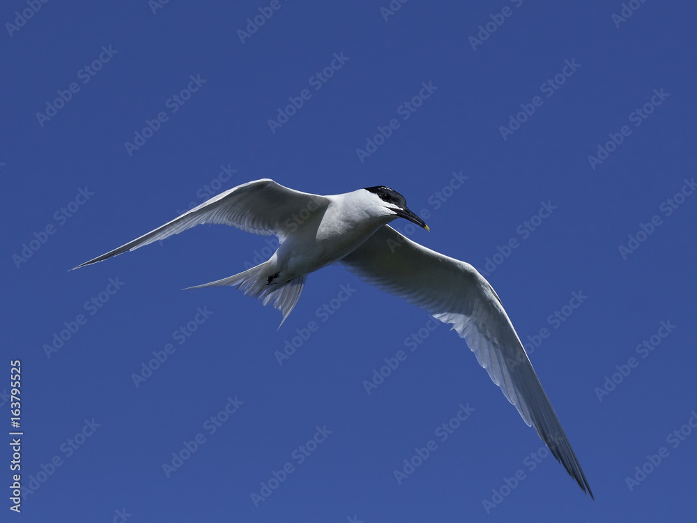 Fototapeta premium Sandwich tern (Thalasseus sandvicensis)