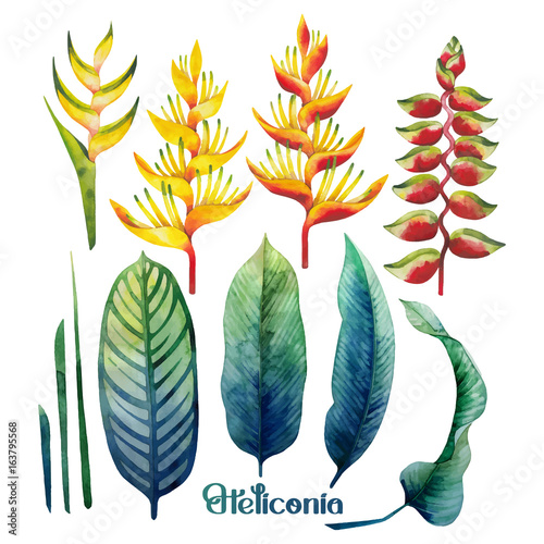 Watercolor heliconia collection photo