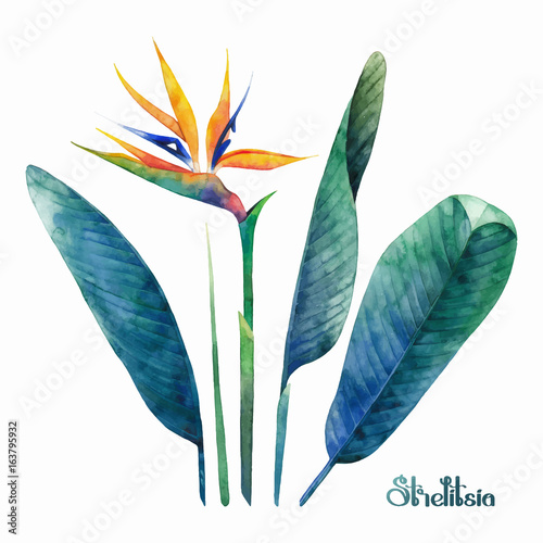 Watercolor strelitzia collection