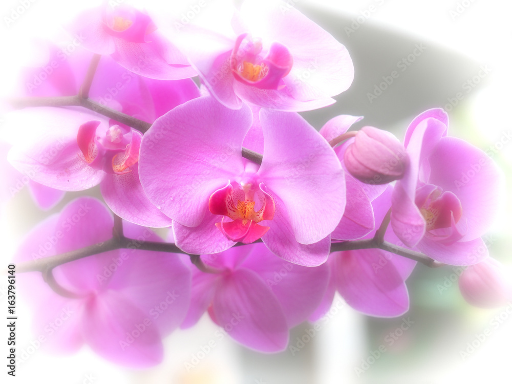 Fototapeta premium Phalaenopsis
