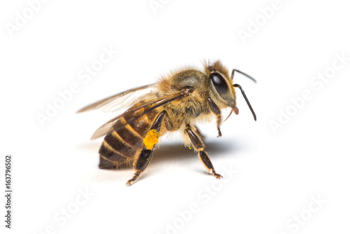 A close up photo of honey bee on white background.