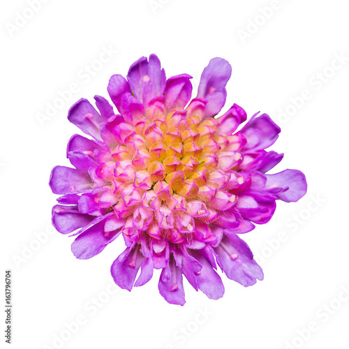 Purple Clover Flower Head Isolated on White