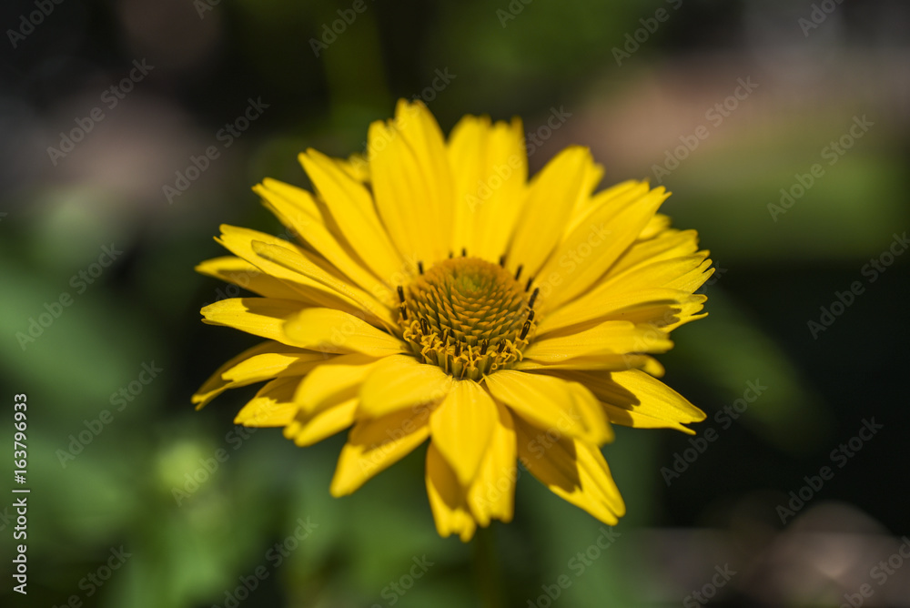 Yellow Margarita blooming in garden, summer time in Poland. Yellow Margarita blooming in garden, summer time in Poland.