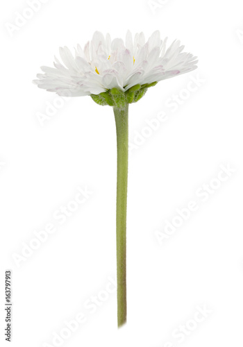 Daisy flower isolated on a white