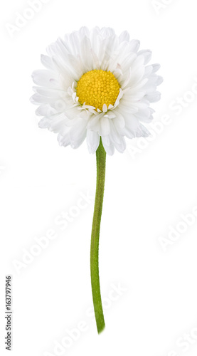 Fototapeta Naklejka Na Ścianę i Meble -  Daisy flower isolated on a white