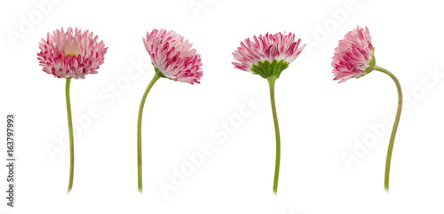 Fototapeta Naklejka Na Ścianę i Meble -  Set of daisy flowers isolated on a white