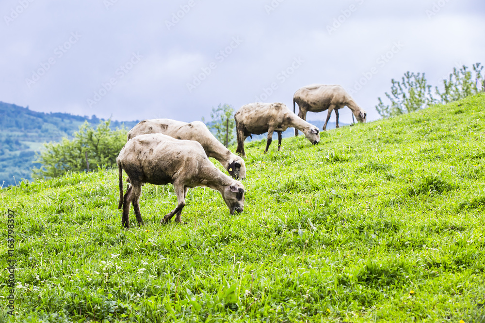 Fototapeta premium sheep on a green meadow