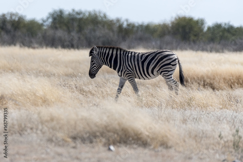 Zebra