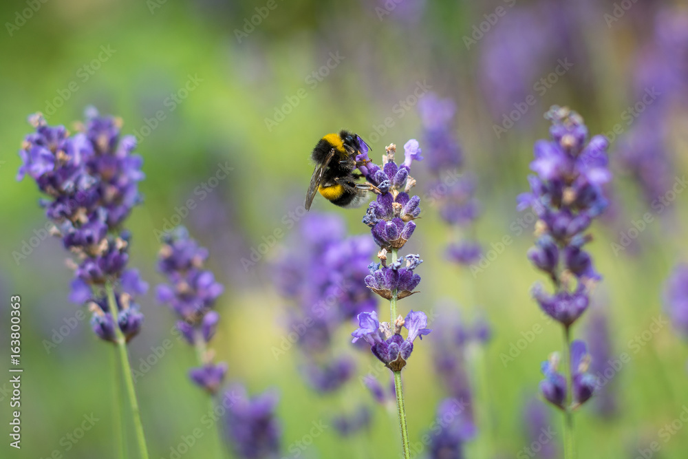 Single bumble bee on lilac flower in summer Single bumble bee on lilac flower in summer