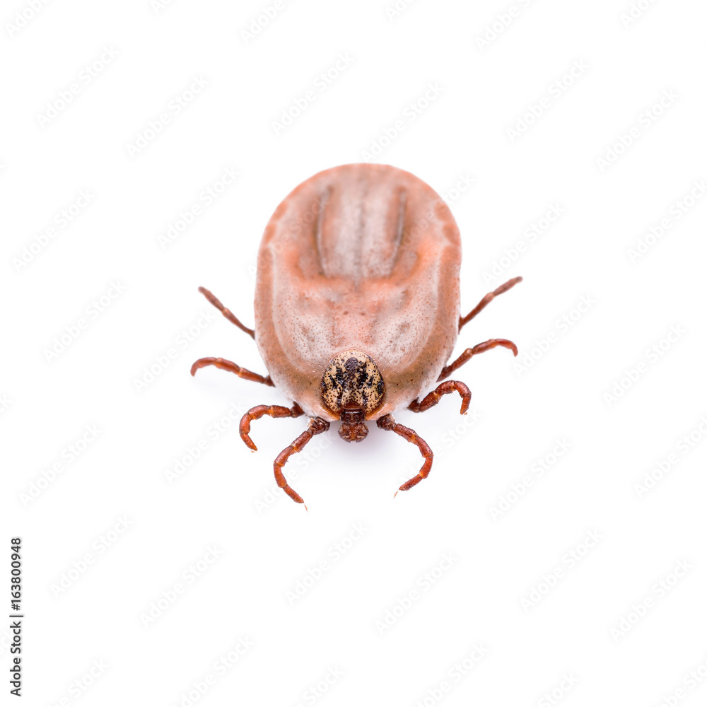 Encephalitis or Lyme Virus Infected Tick Insect Isolated on White Encephalitis or Lyme Virus Infected Tick Insect Isolated on White