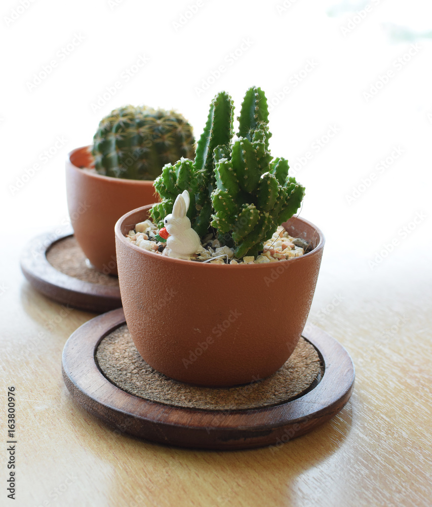 Cactus in the brown flowerpot. Cactus in the brown flowerpot.
