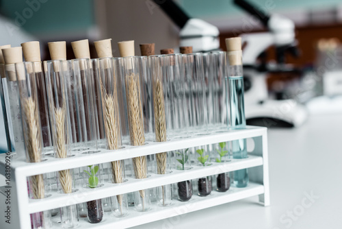 Fototapeta Naklejka Na Ścianę i Meble -  Close-up view of test tubes with wheat ears and green plants in soil on table in lab