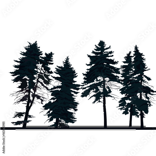 silhouette of pine tree  vector isolated on white