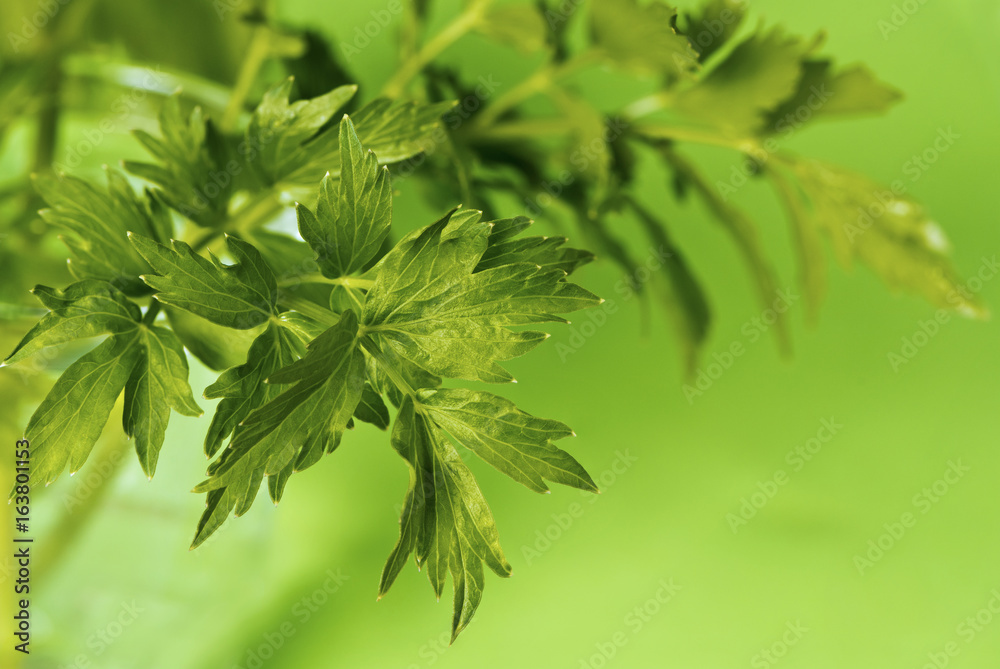 Leaves of lovage Leaves of lovage
