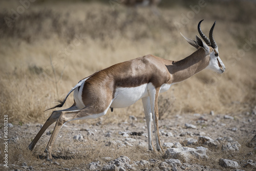 Springbock