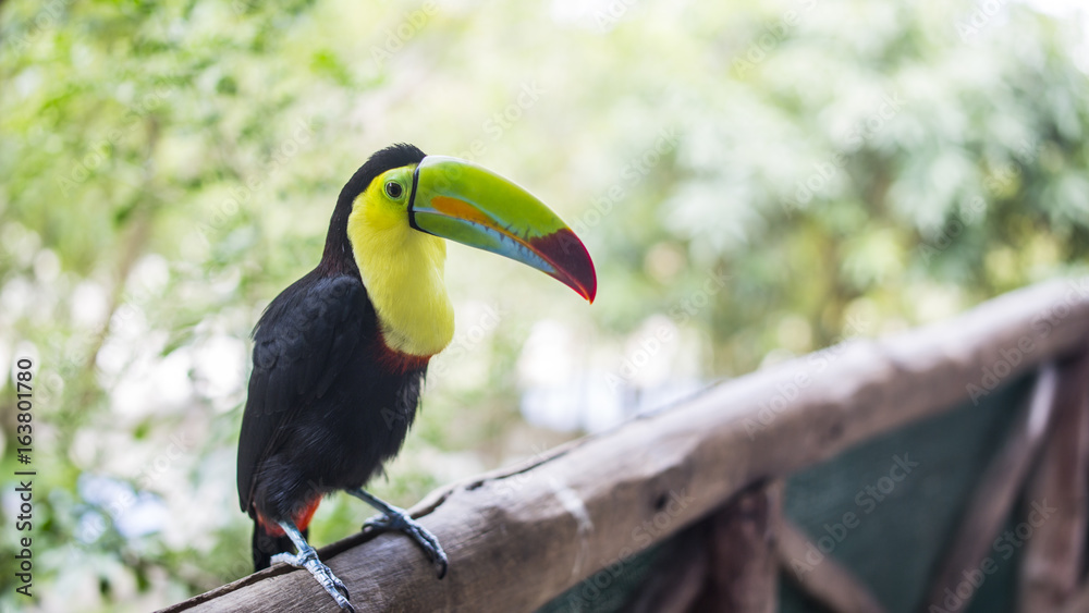 Fototapeta premium Toucan in tropical forest