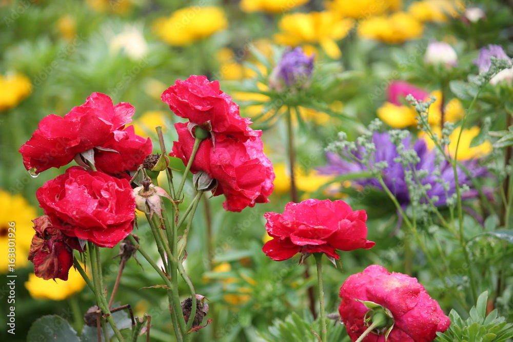 Blumenwiese