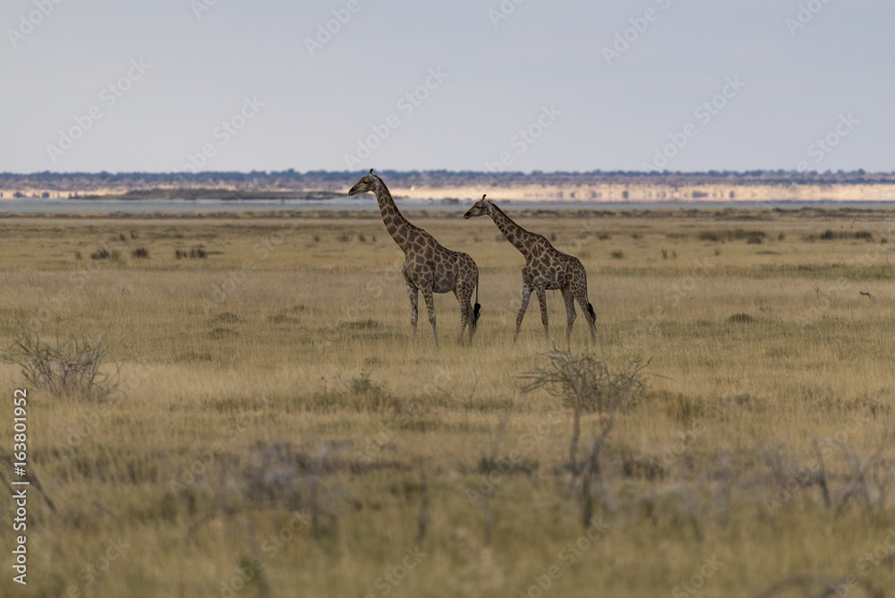 Fototapeta premium Giraffe