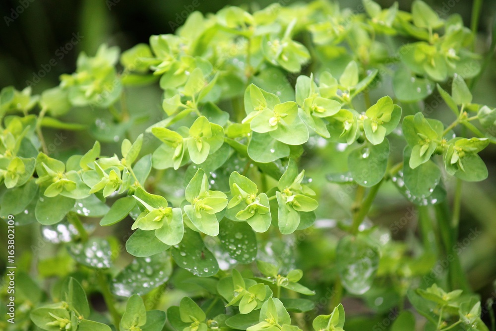 Euphorbia Euphorbia