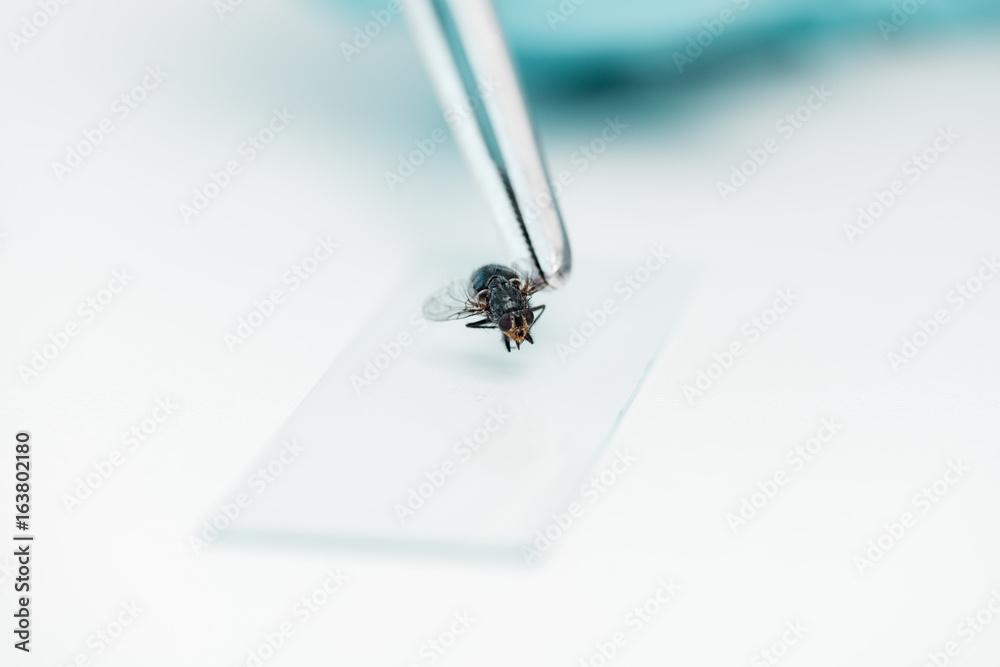 Close-up view of tweezers with fly and glass microscope slide during experiment in lab Close-up view of tweezers with fly and glass microscope slide during experiment in lab