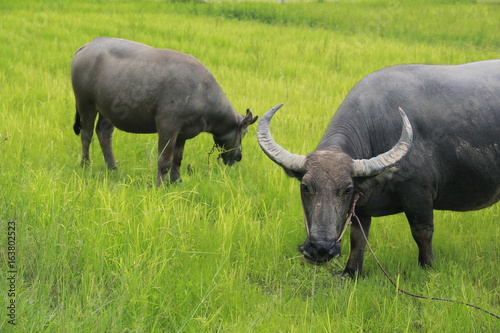 Buffalo is a four-foot animal that feeds on long, spiky, and spiked cats. Grass is a food to live in a rural outdoor field.