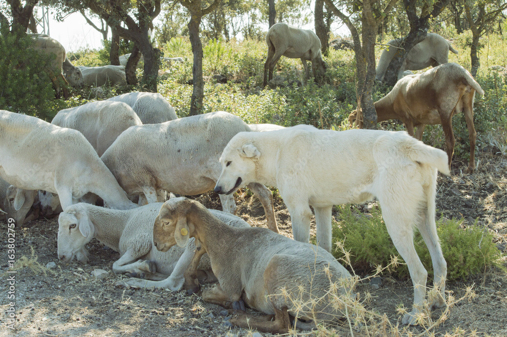 A shepherd dog guarding a sheep flock A shepherd dog guarding a sheep flock