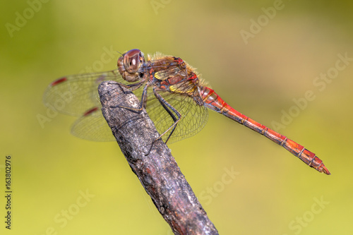 Common darter dragonfly perched on stick © creativenature.nl