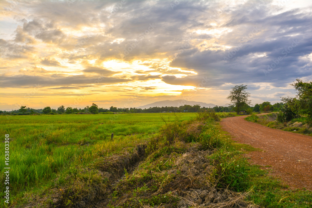 field farm rice in north Thailand