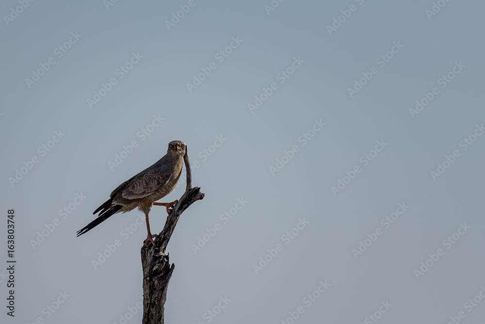 Vogel Vogel