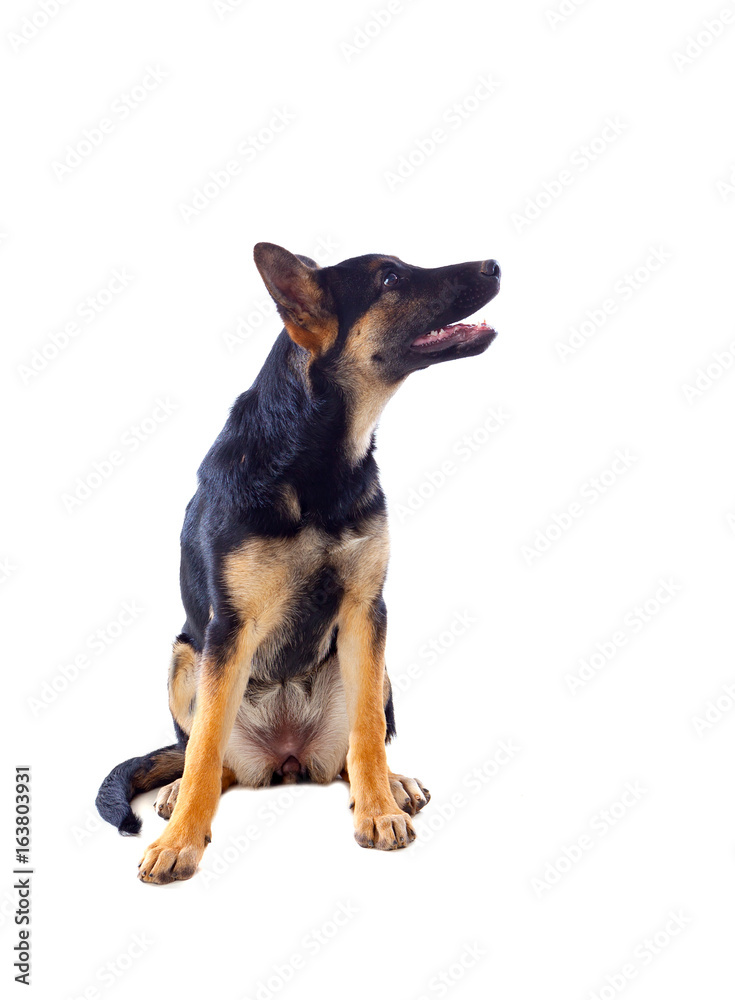 Young German Shepherd dog Young German Shepherd dog