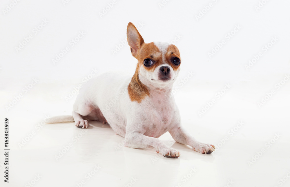 Small brown and white dog