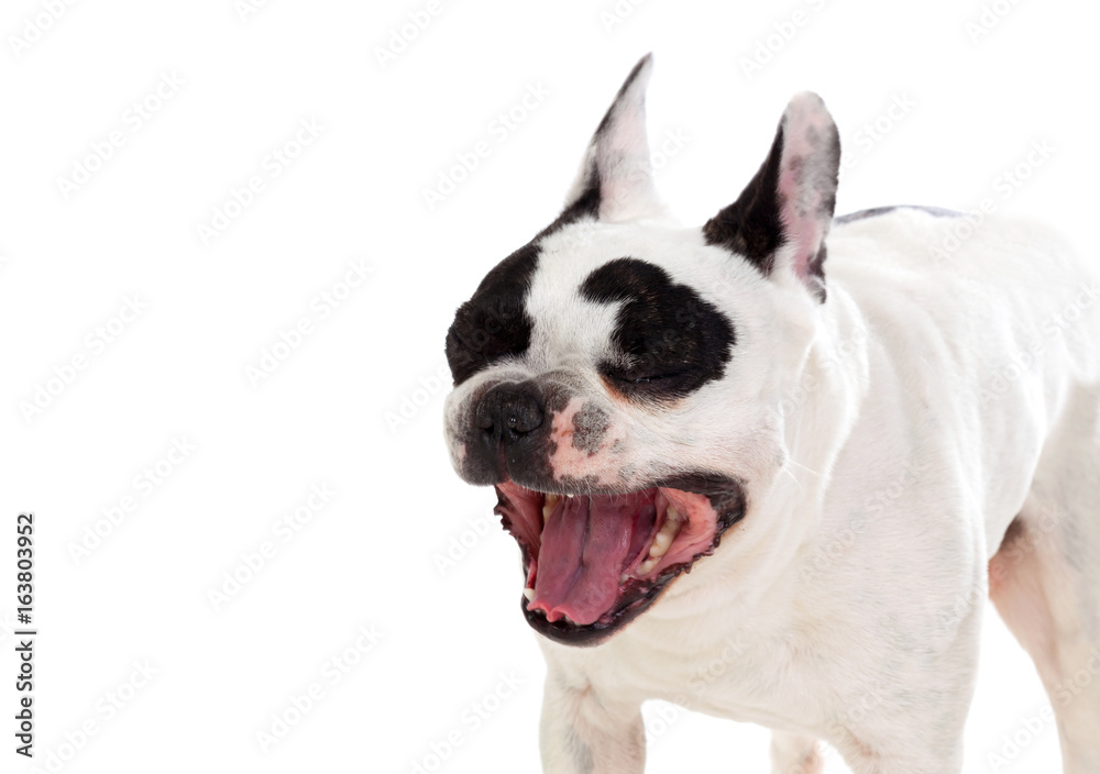 Portrait in Studio of a cute bulldog