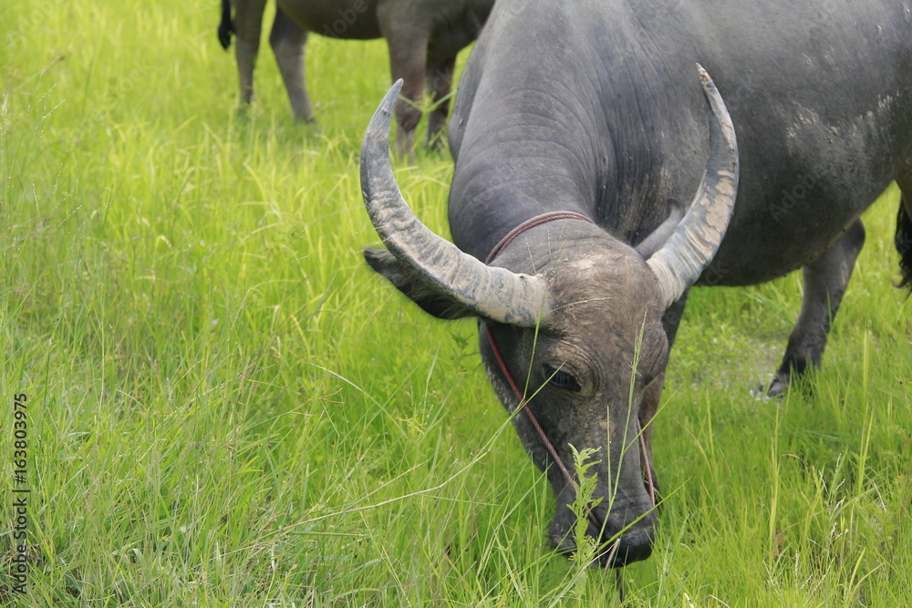 Obraz premium Buffalo is a four-foot animal that feeds on long, spiky, and spiked cats. Grass is a food to live in a rural outdoor field.