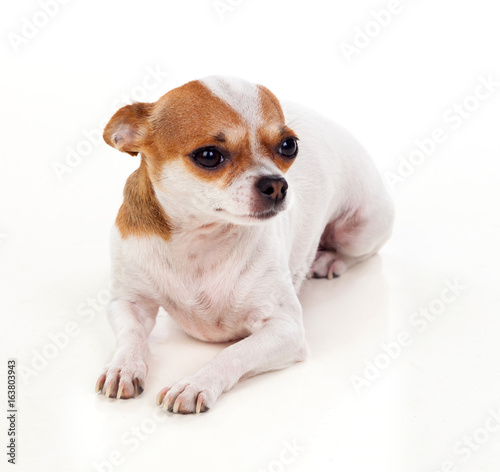 Fototapeta Naklejka Na Ścianę i Meble -  Small brown and white dog