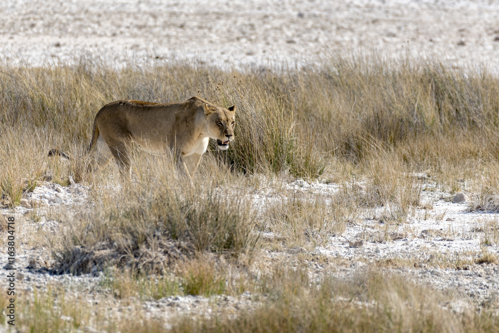 Naklejka premium Löwe