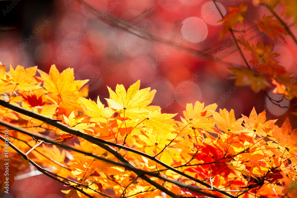 autumn fall background autumn fall background