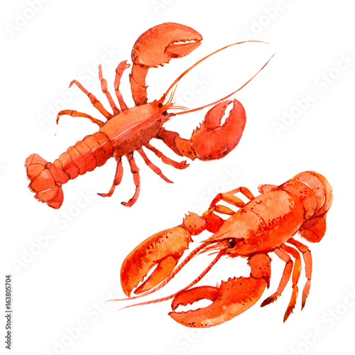 Lobsters isolated on white background, watercolor illustration