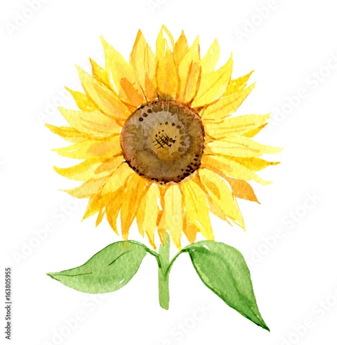 Naklejka na ścianę Słonecznik odizolowywający na białym tle, akwareli ilustracja