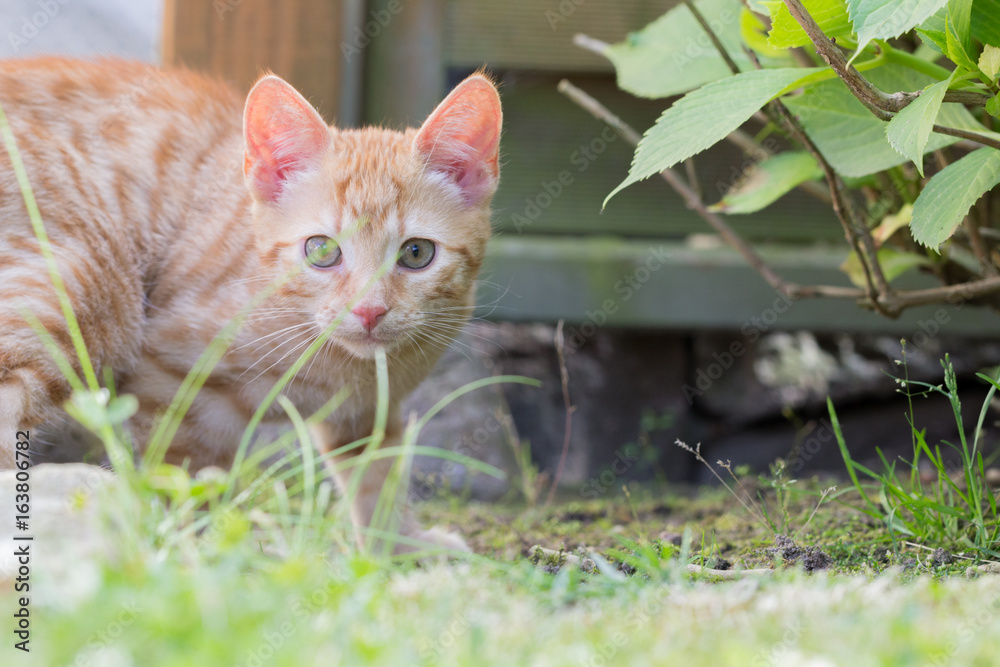 cute red kitten playing in the garden cute red kitten playing in the garden