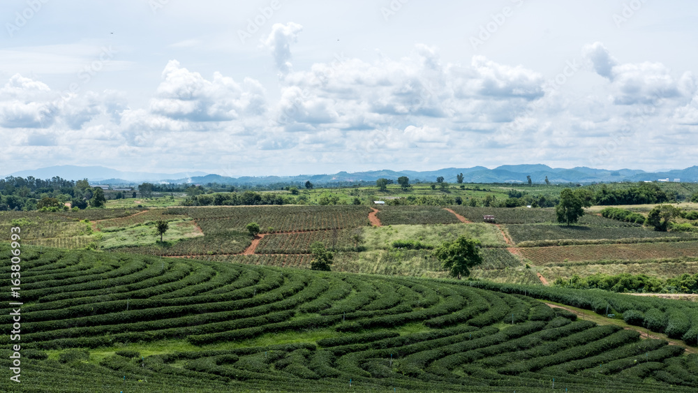 Tea plantation and mountain view with blue sky background