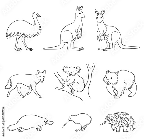 Set of vector Australian animals in contours