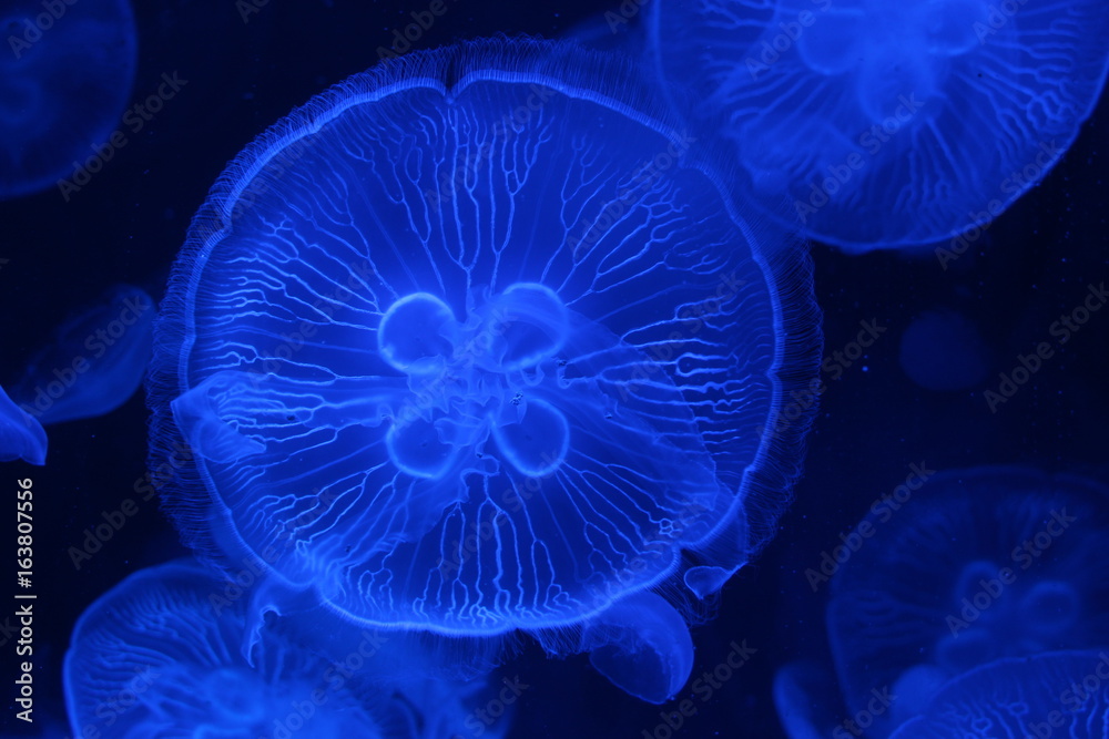 Obraz premium Méduse