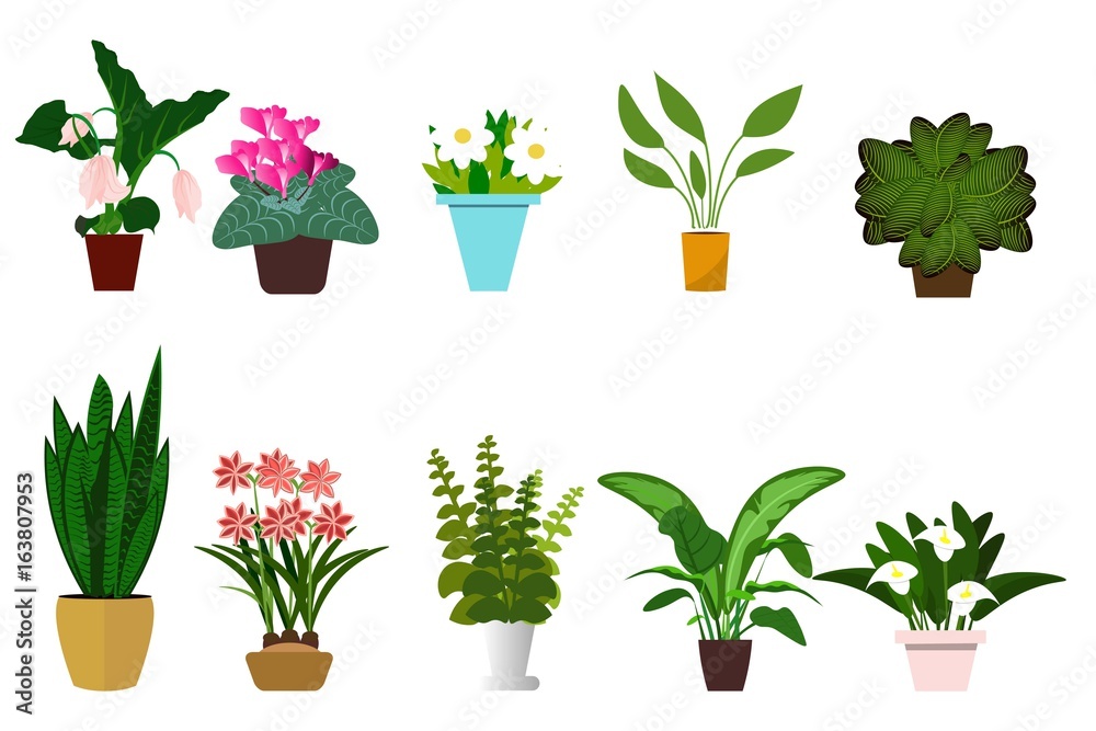 Fototapeta House plants isolated on white background. Set of flowers in pots . Vector illustration.