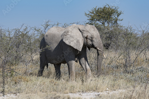 Elefant © finkandreas