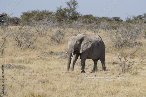 Elefant © finkandreas