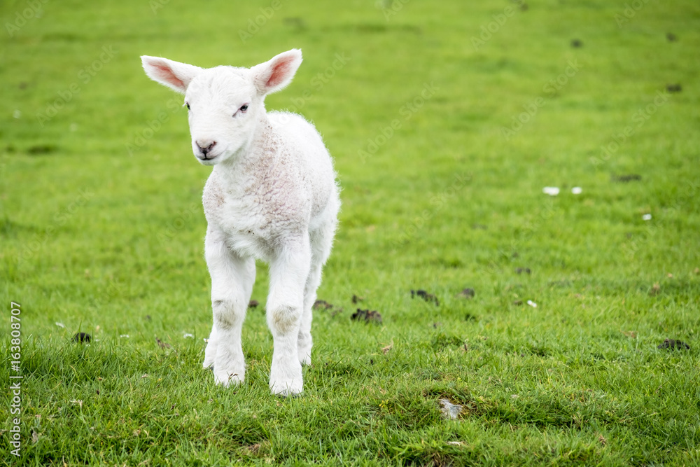 Cute little lamb dwelling in the green beautiful Scottish field Cute little lamb dwelling in the green beautiful Scottish field